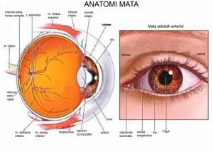 eye
