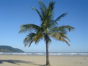 kelapa