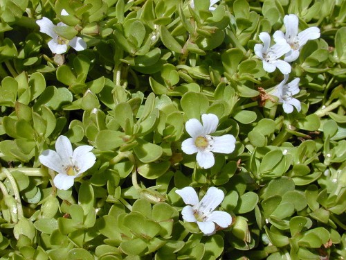 Bacopa Monnieri or Brahmi as a Memory Enhancer